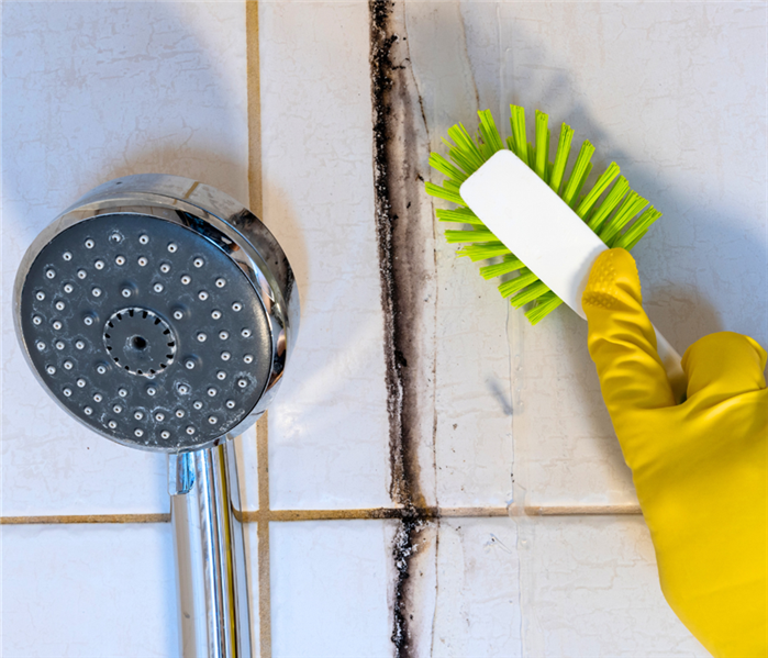 mold in bathroom shower grout