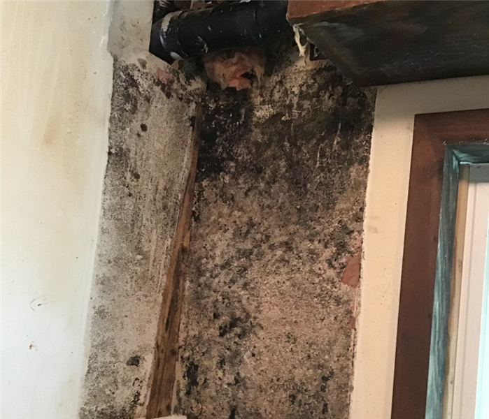 Mold removal near me in Northford, CT.