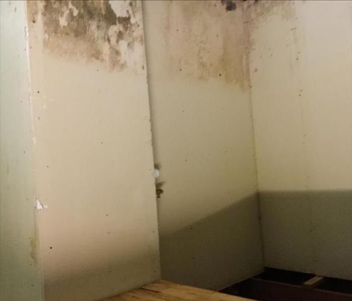 mold on walls in branford ct