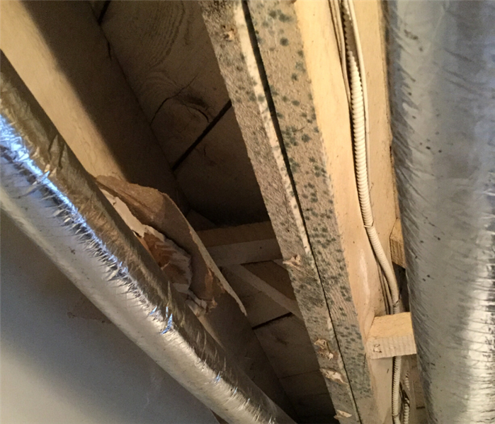 Attic mold removal near me in North Branford, CT