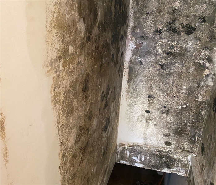 Bathroom Mold Removal Near Me in Guilford, CT