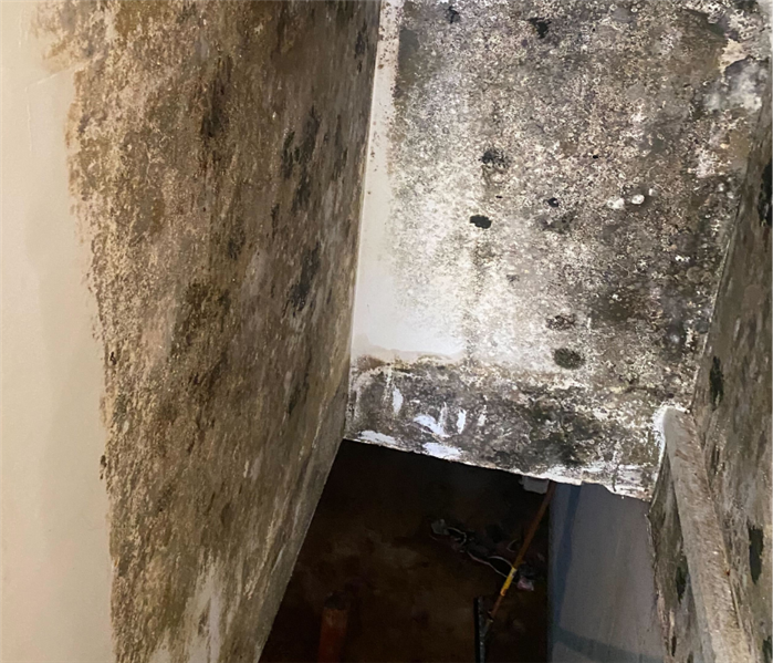 Basement mold removal near me in Branford, CT.