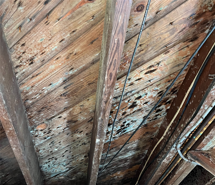 Attic mold remediation near me in Guilford, CT.