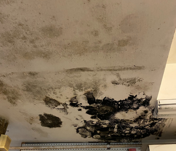 Commercial mold removal near me in Guilford, CT.