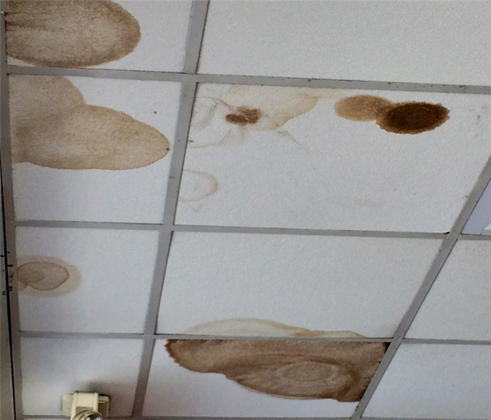 photo of dark tan and brown water stains on ceiling tiles of an office